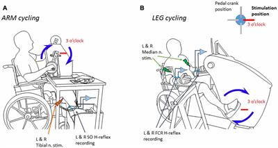 Bilateral Reflex Fluctuations during Rhythmic Movement of Remote Limb Pairs